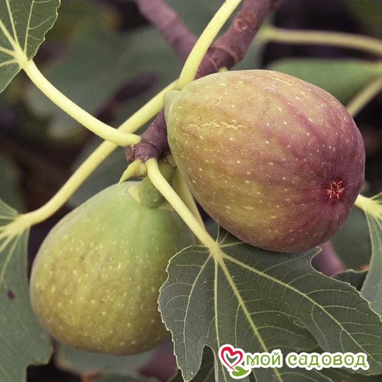 Инжир Брунсвик