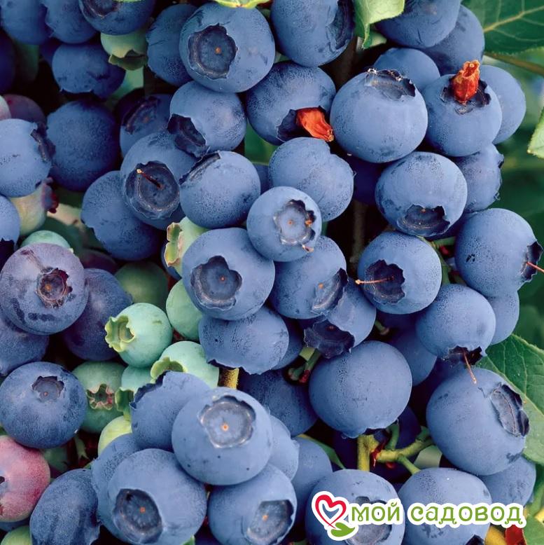 Высокорослая голубика "Блюкроп"