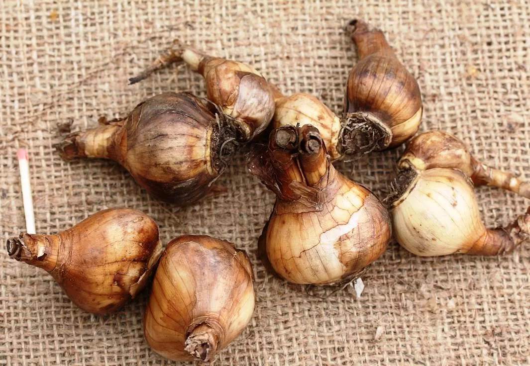 Нарцисс Монтель